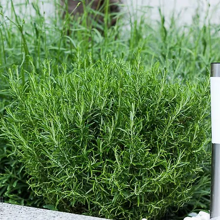 Apartmán Christina Crikvenica